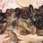 8weeks litter m.jpg